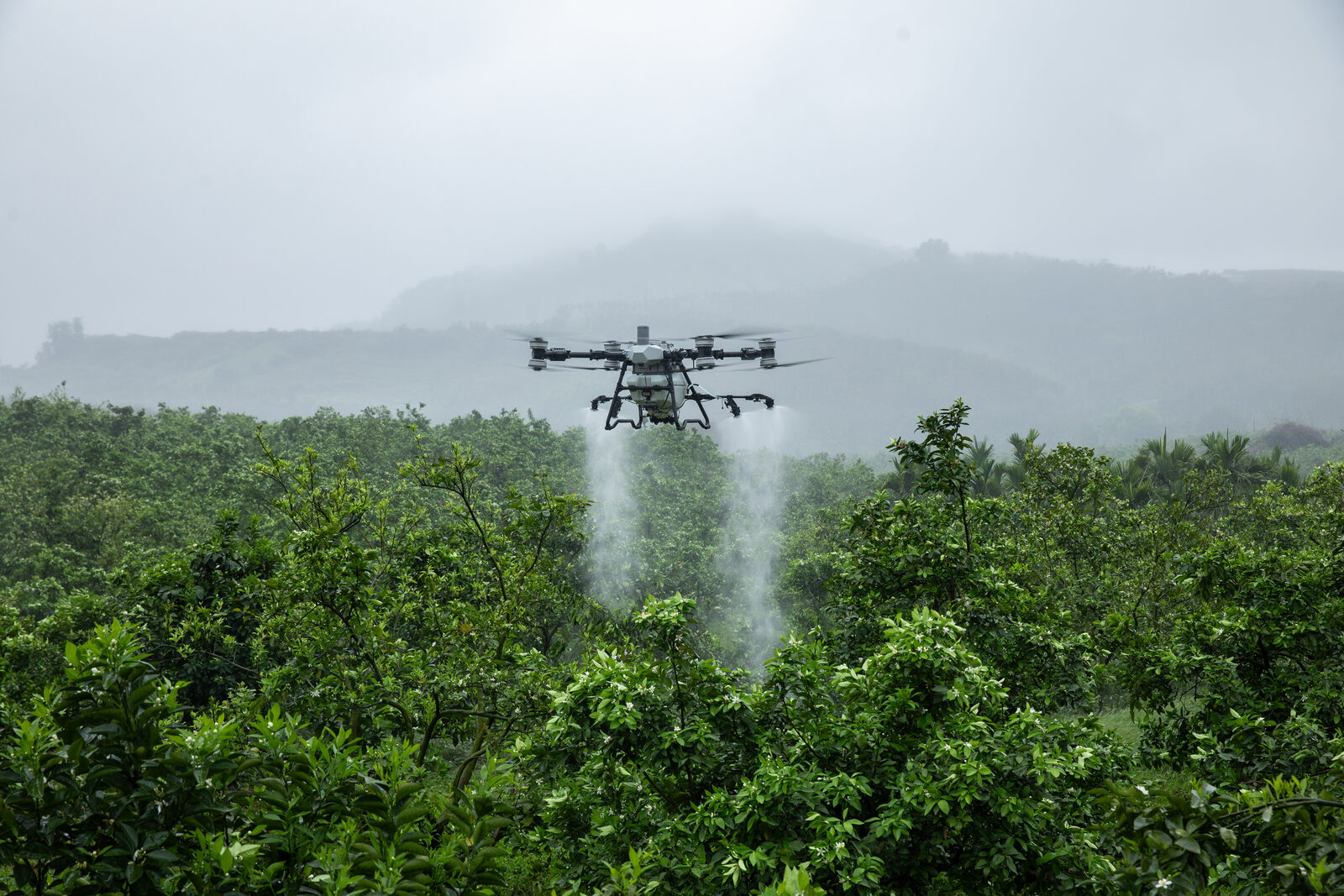 DJI Agras T100 sobre cultivo