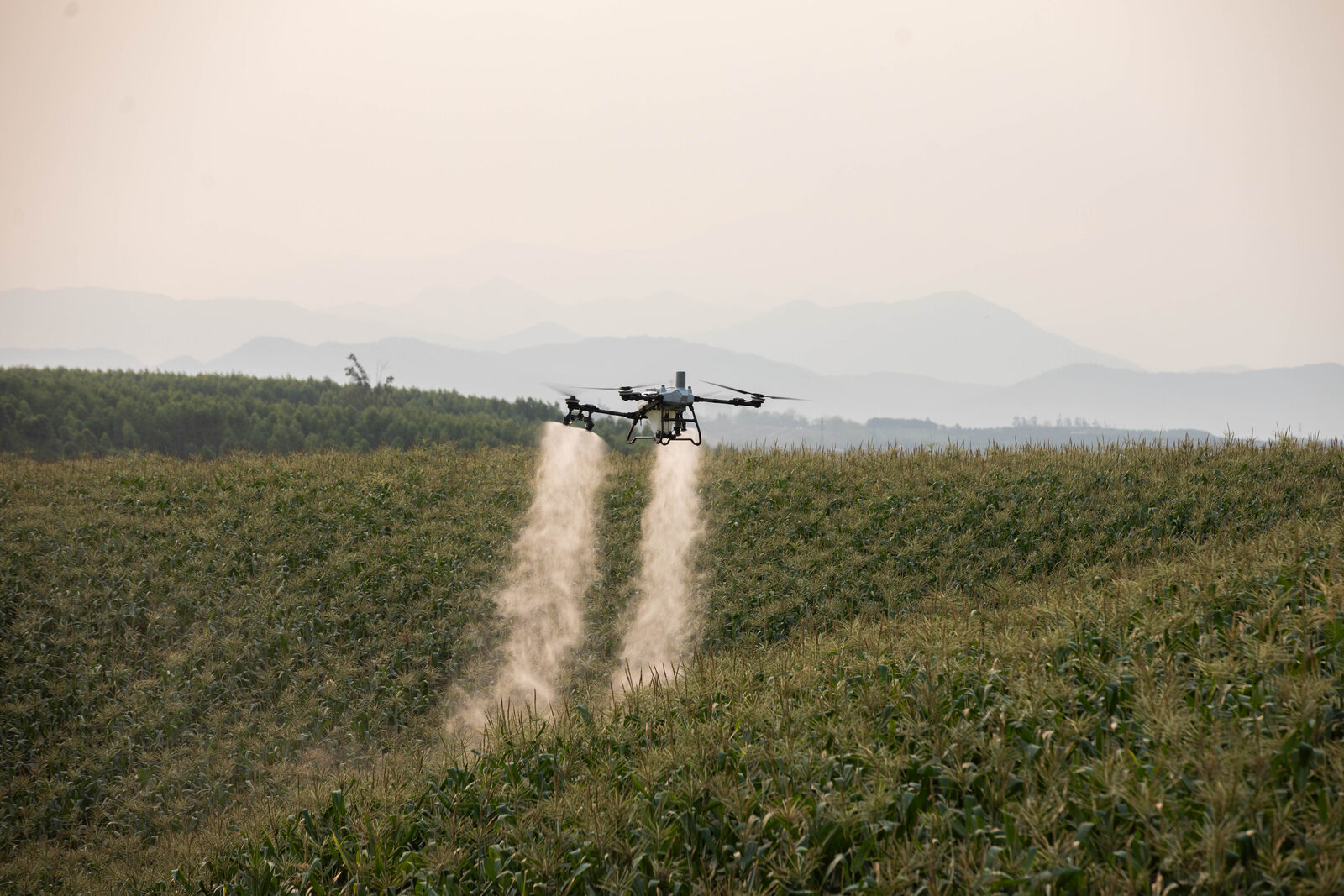 DJI Agras T55 en operación